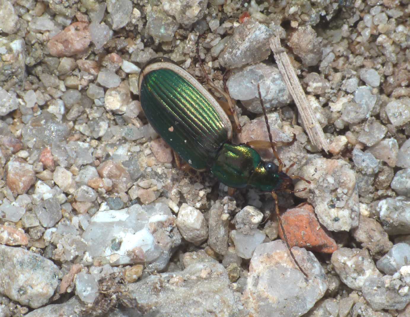 Chlaeniellus o Chlaenius? Chlaenius spoliatus